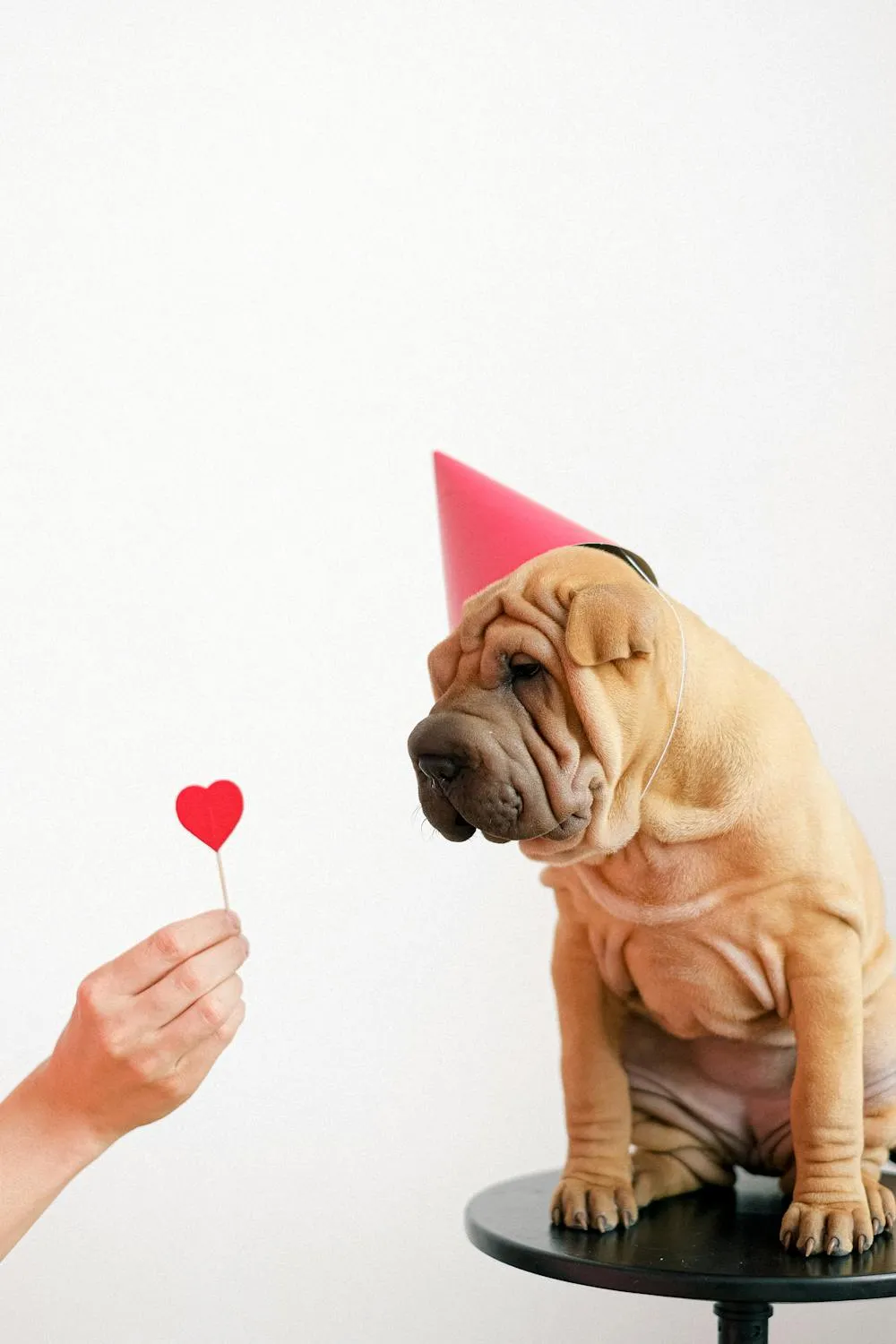 Puppy Wearing Party Hat While Person Offers Red Heart