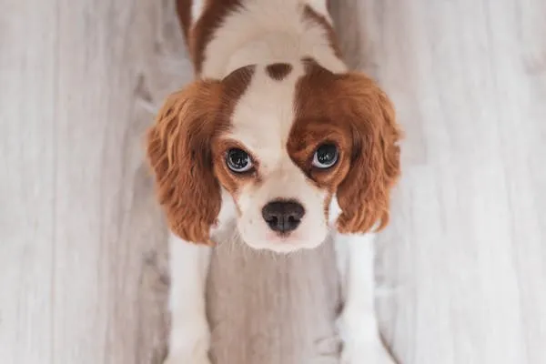 Puppy with Big Eyes Standing on the Floor Looking Up Image