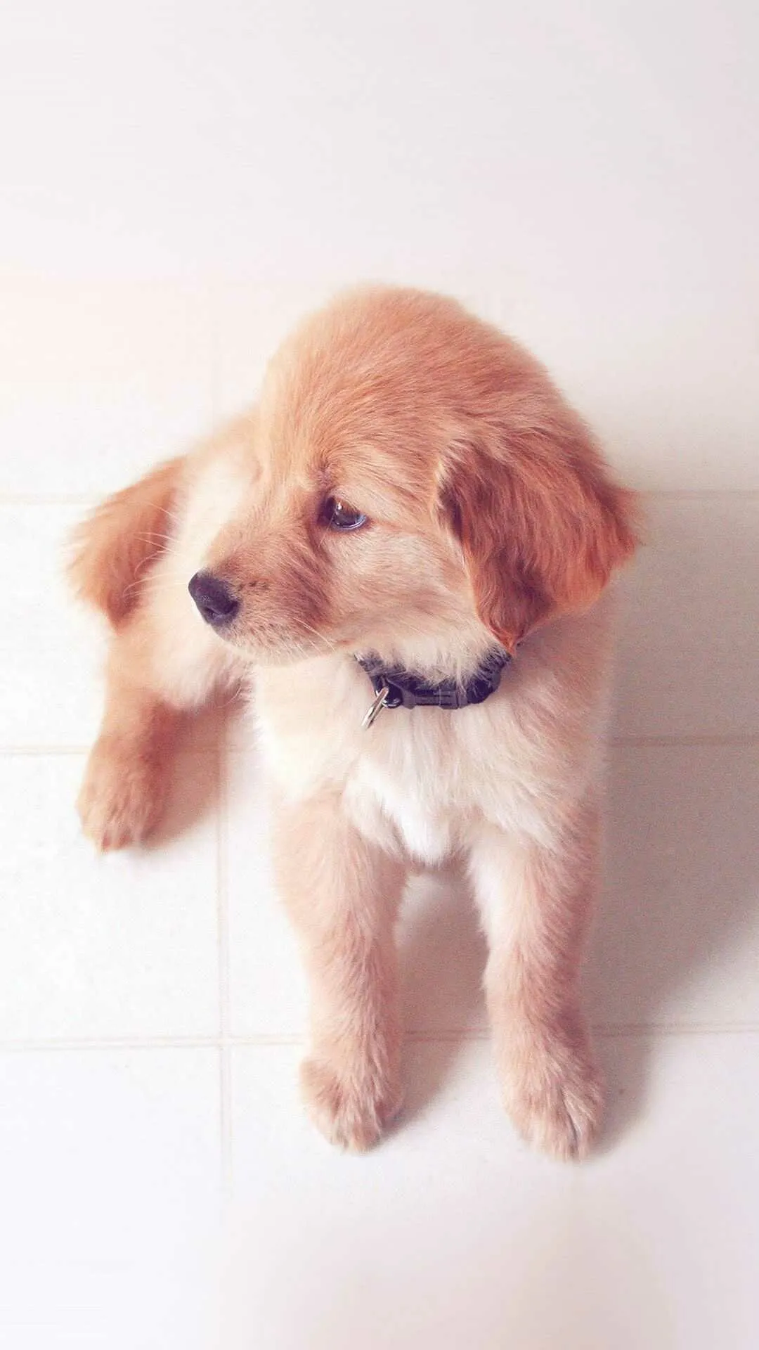 Puppy with Collar Standing on White Floor with Cute Face