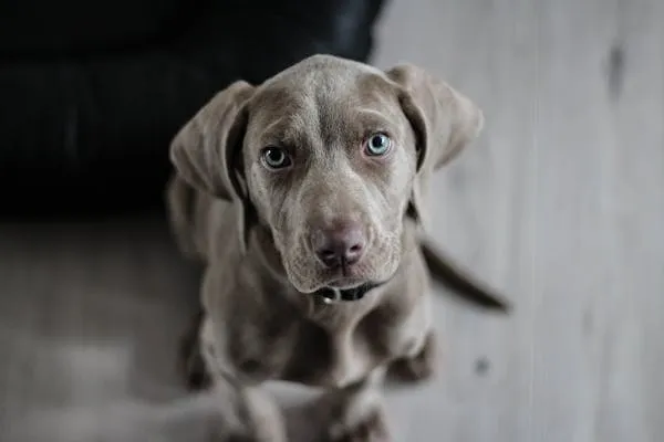 Puppy with Soulful Eyes Looking Up Free Hd Wallpaper