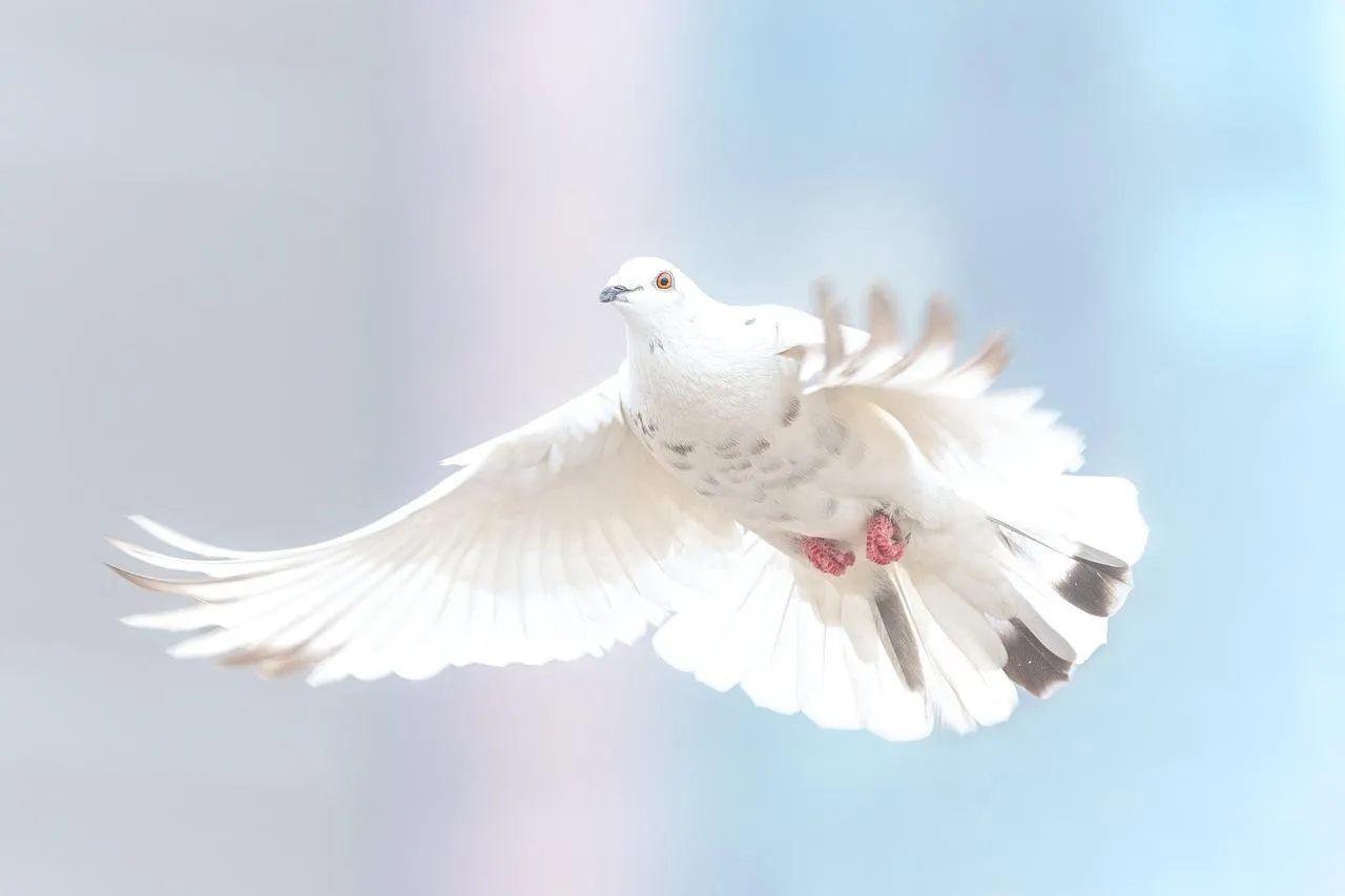 Pure White Dove in Flight Against Bright Sky Wallpaper