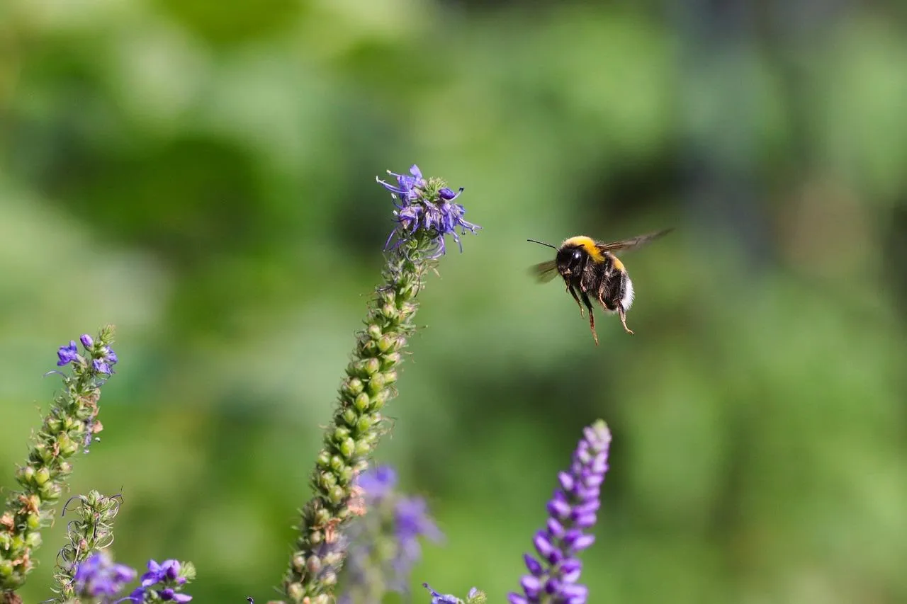Purple Flower Spikes Attracting Bees in Garden Wallpaper