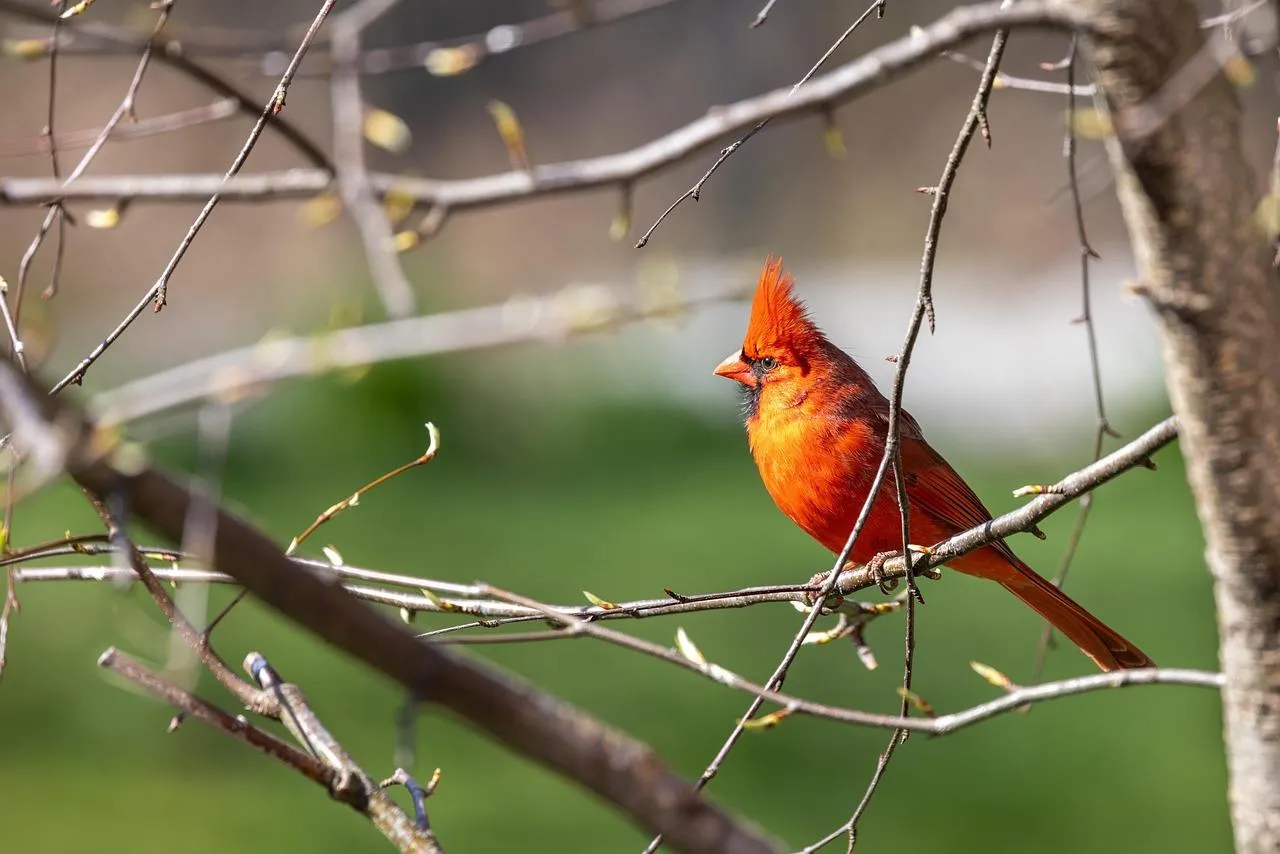 Red cardinal bird perched on a thin tree branch in forest