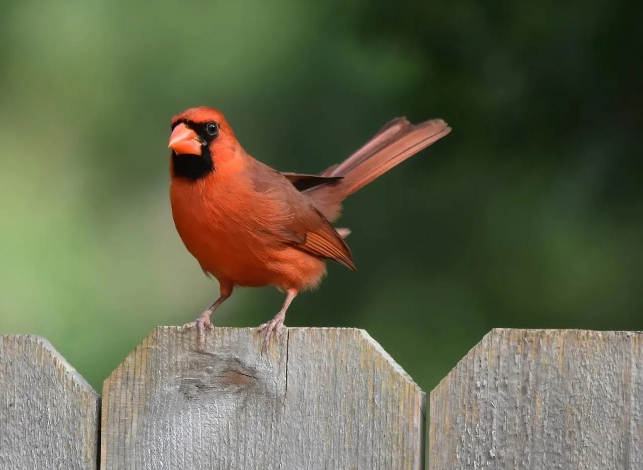 Red cardinal bird standing on wooden fence in natural light