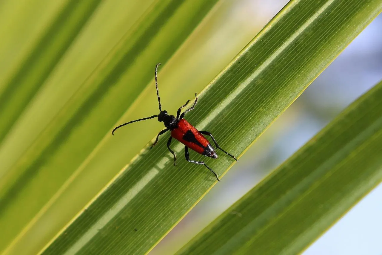 Red Dragonfly Resting on Bright Green Leaf Outdoors
