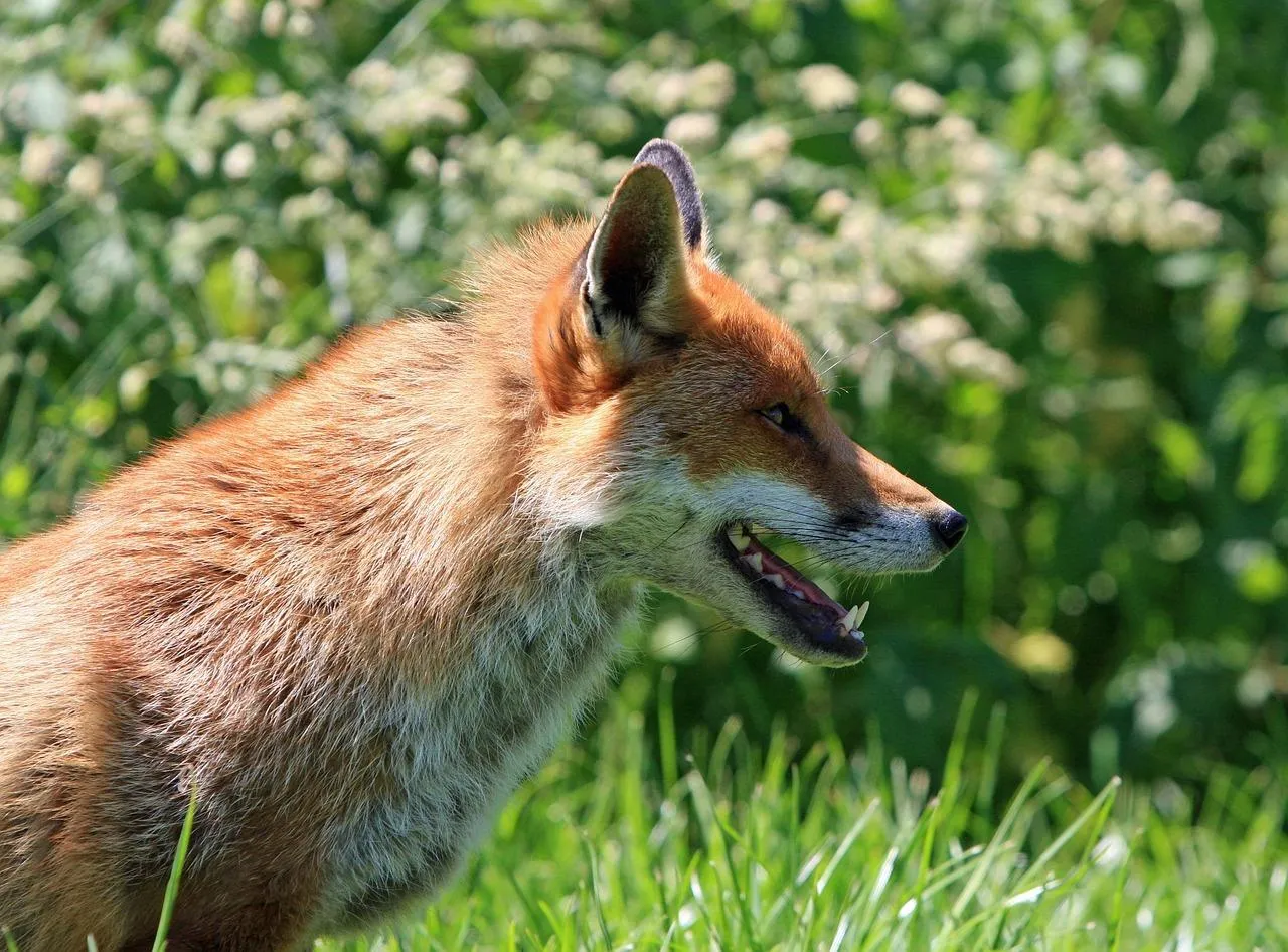Red Fox Looking Alert While Standing on Grass Wallpaper
