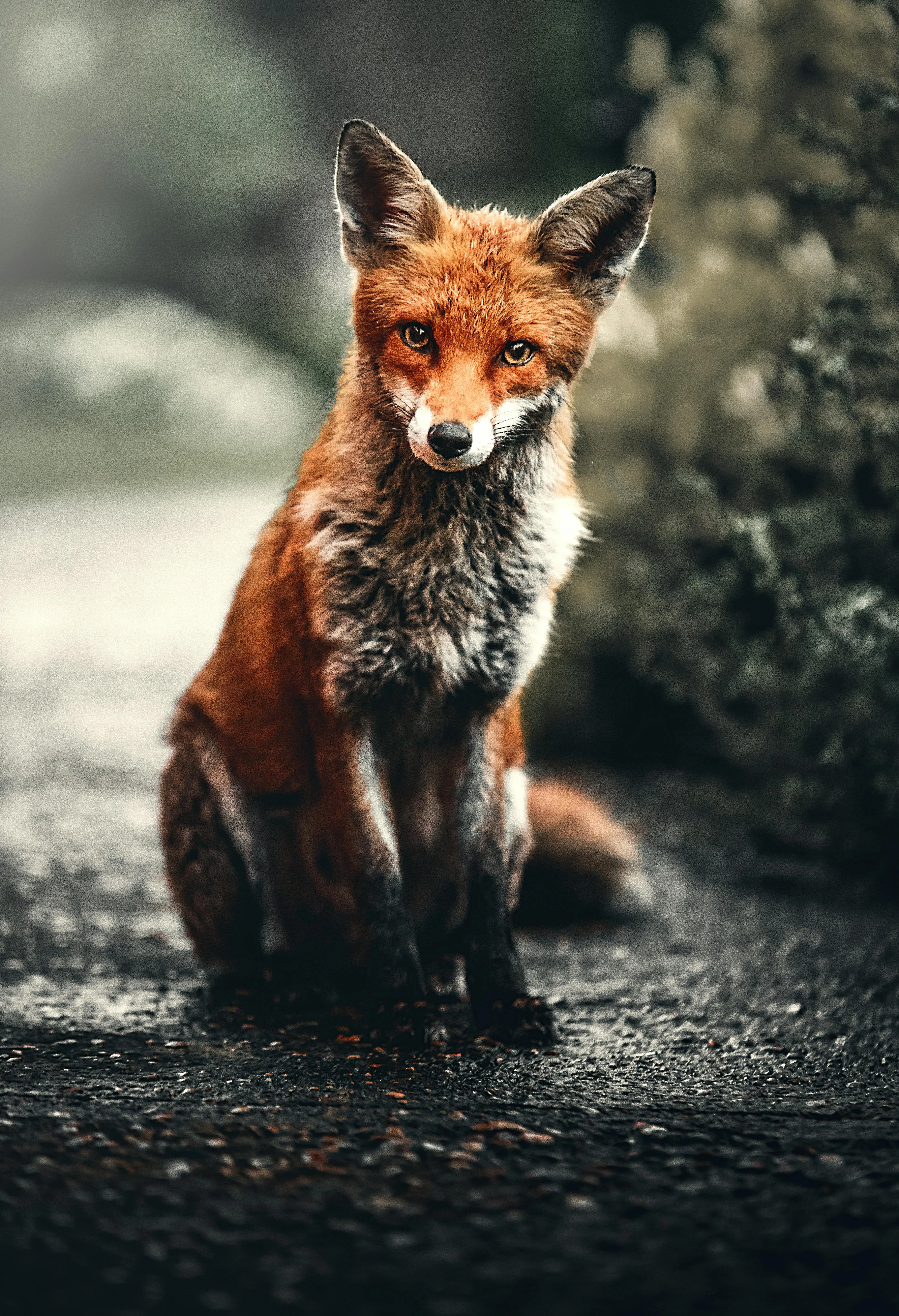 Red fox looking alert while standing on rocks Wallpaper