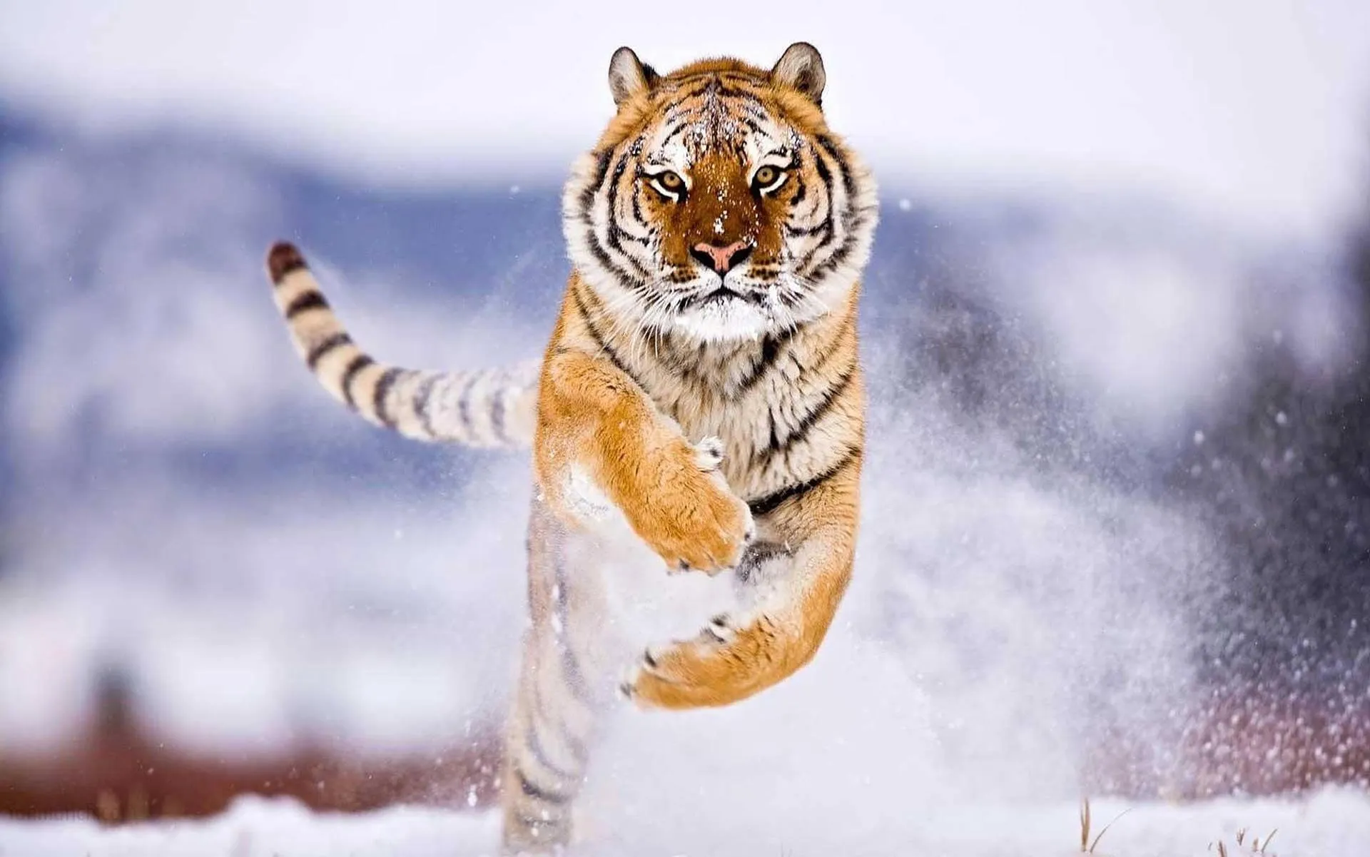 Red fox running through snowcovered field Wallpaper