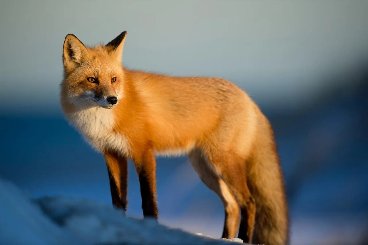 Red fox stands alert in the golden light of open plains