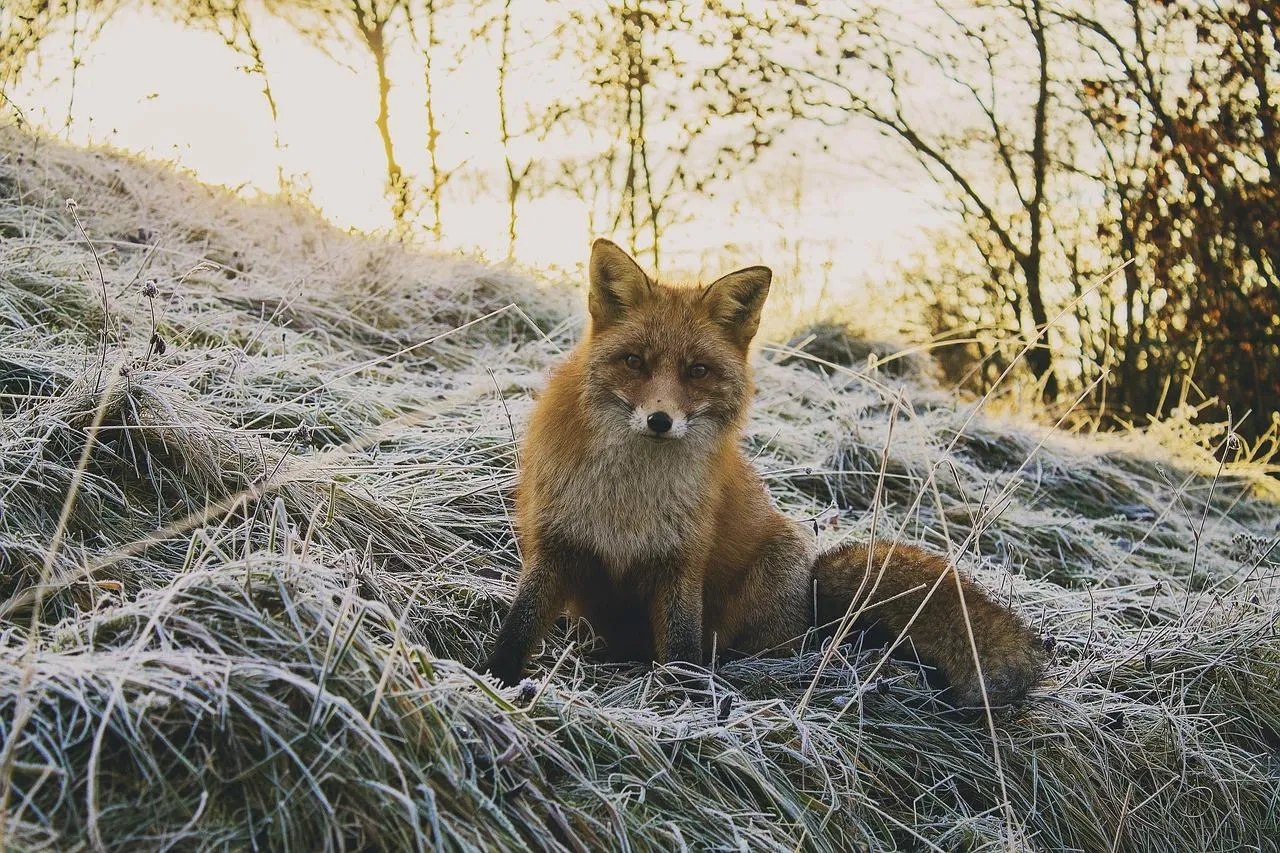 Red Fox Walking Through Snowy Field During Winter Wallpaper