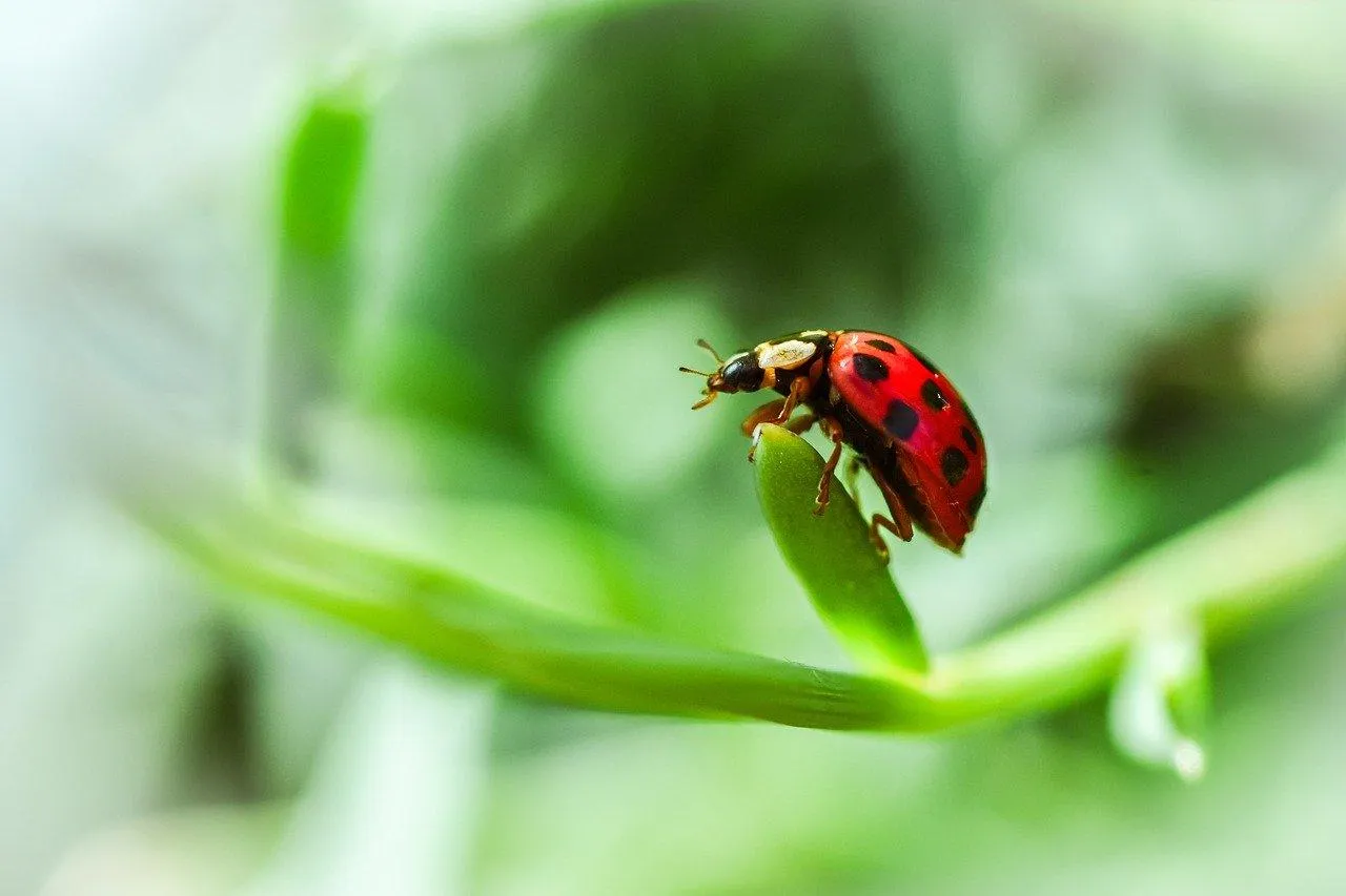 Red Ladybug Crawling on a Green Leaf in Sunlight Wallpaper