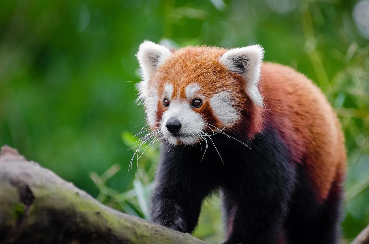 Red panda balances carefully on a high tree branch