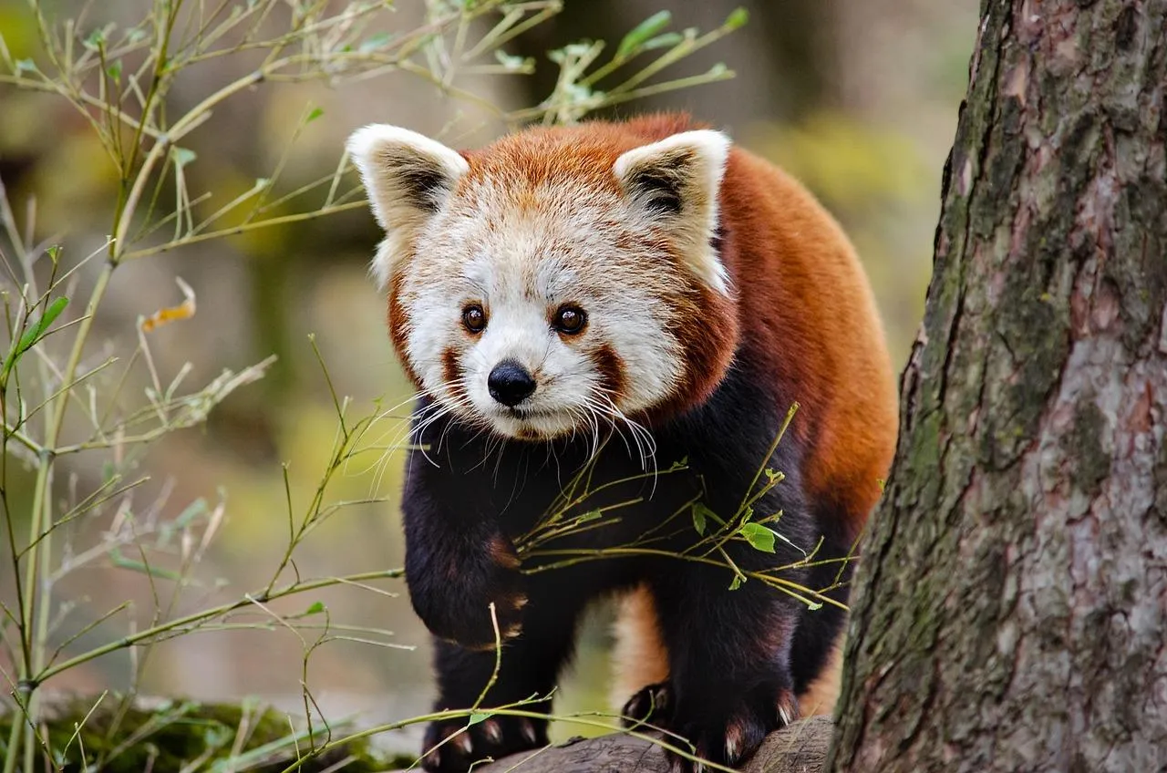 Red Panda Climbing Down Tree in Bamboo Forest Wallpaper