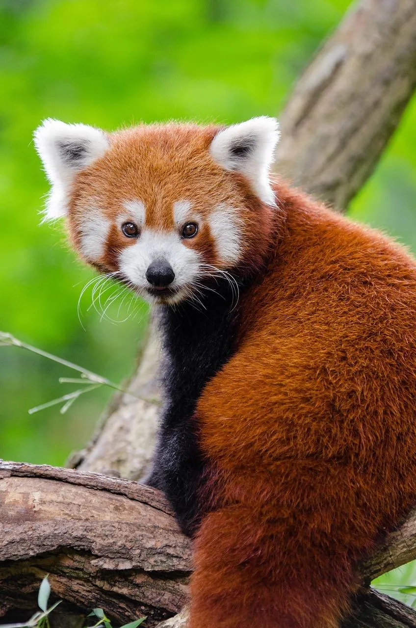 Red Panda Sitting on Tree Branch in Forest Wallpaper