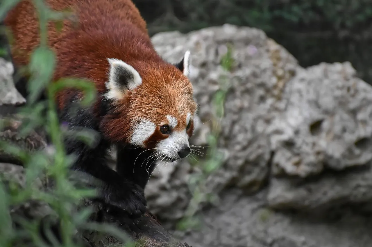Red Panda Walking Among Rocks and Bushes Wallpaper