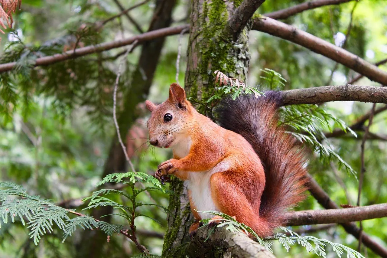 Red Squirrel Climbing Tree in a Green Forest Wallpaper