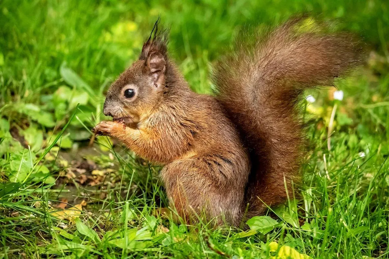 Red squirrel sitting on a tree branch surrounded by leaves