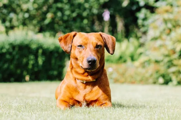 Reddish Brown Dog Lying on Green Grass in Sunny Garden