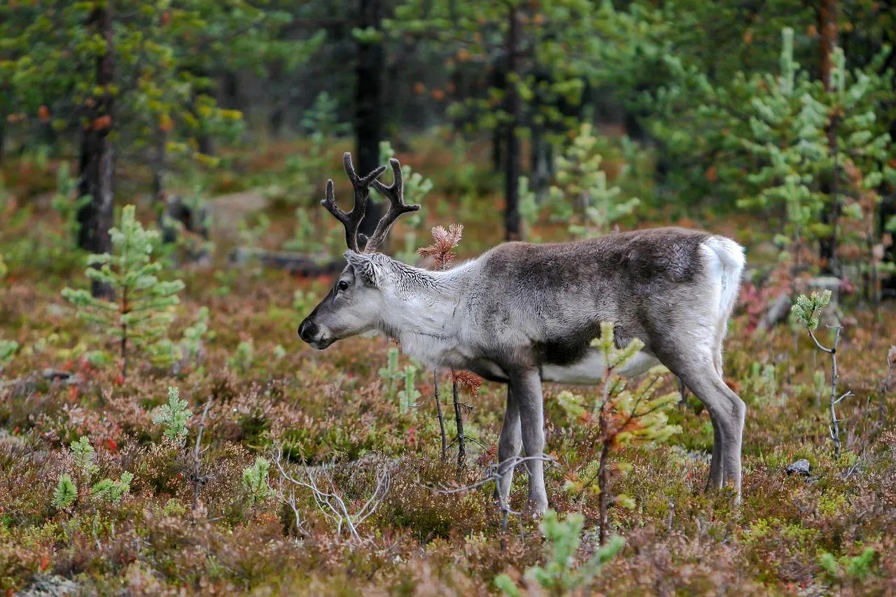 Reindeer Herd Grazing in the Forest Under Snowy Sky