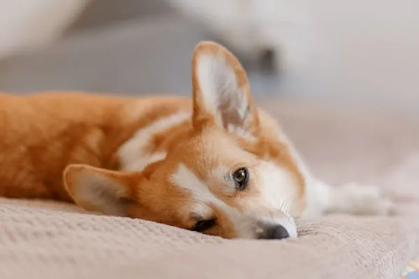 Relaxed Corgi Dog Lying on Warm Bed with Soft Look Hd