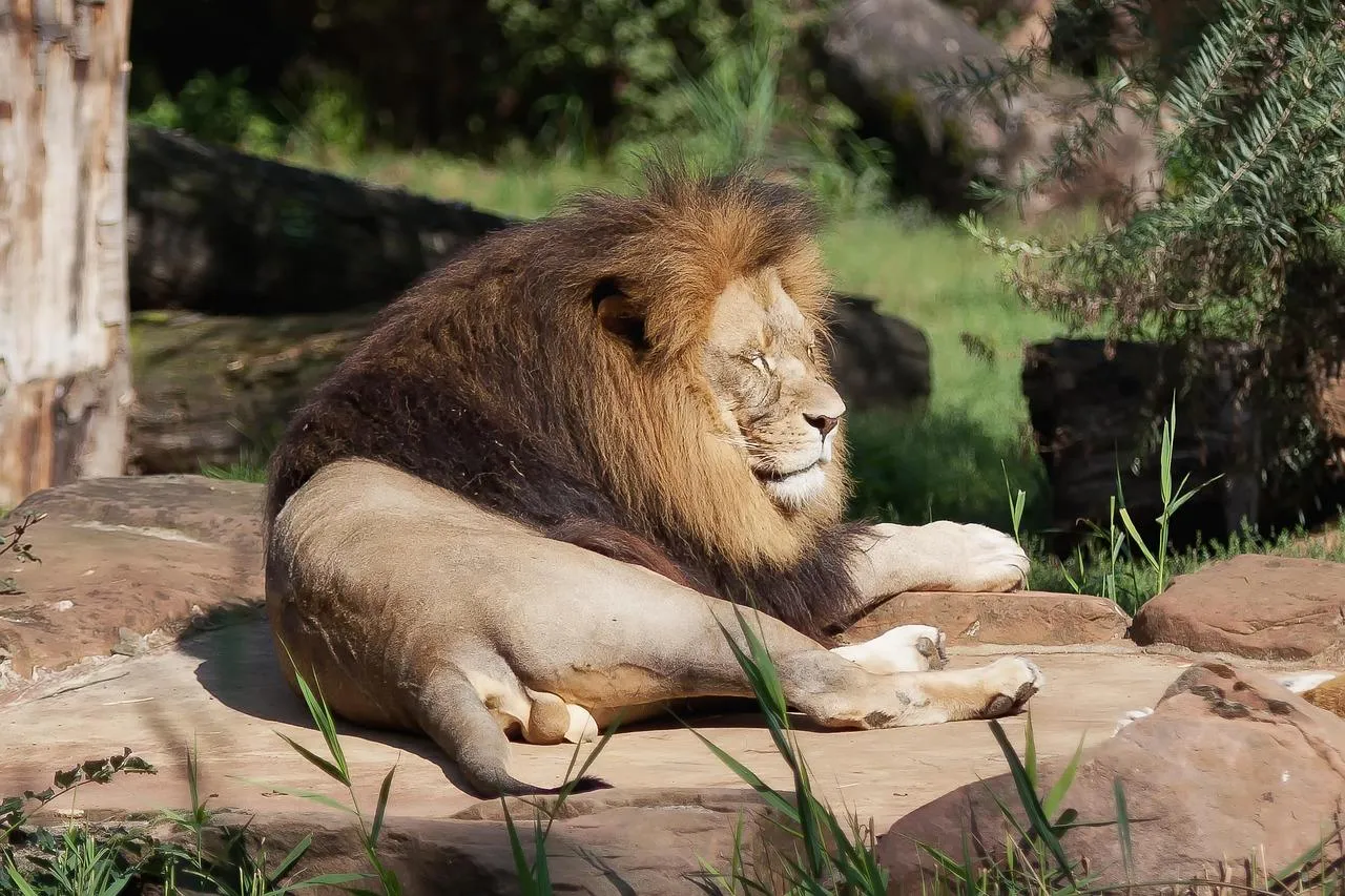Resting lion in grass with head slightly raised Wallpaper