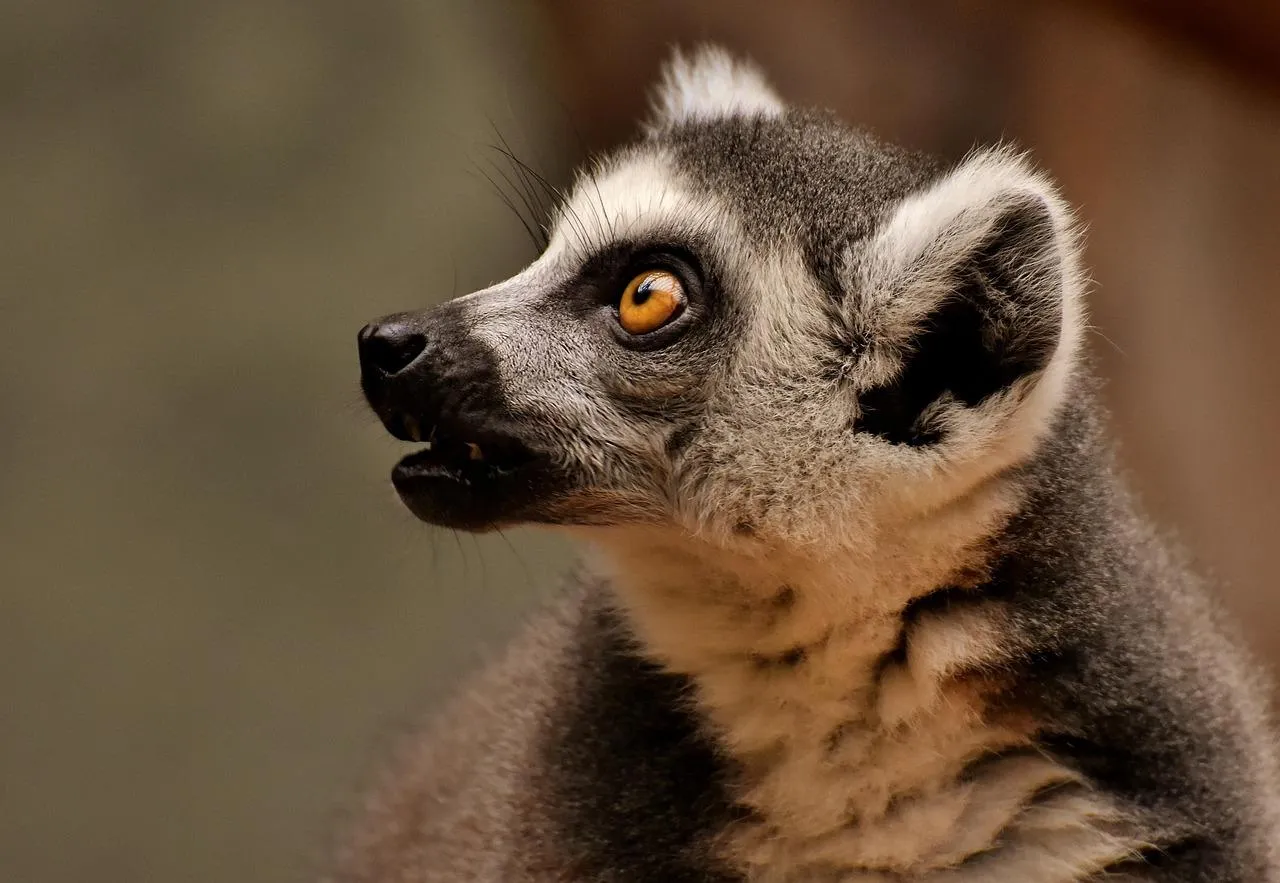 RingTailed Lemur Sitting Calmly on a Tree Branch Wallpaper