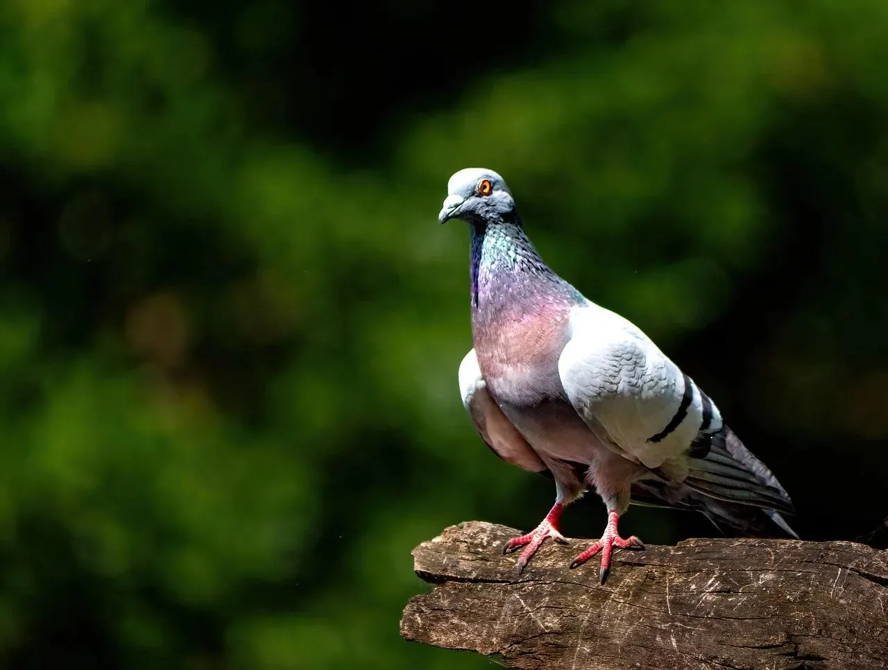 Rock Pigeon Standing Firm on a Dark Natural Background