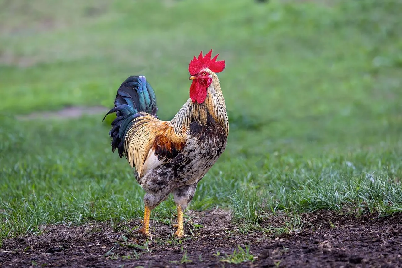 Rooster Standing on Ground in Open Field Wallpaper