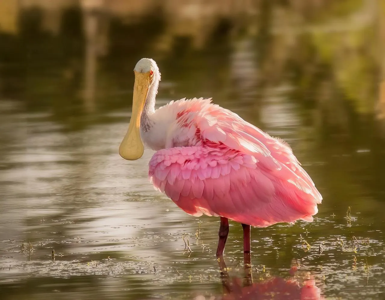 Roseate spoonbill bird standing in shallow water Wallpaper