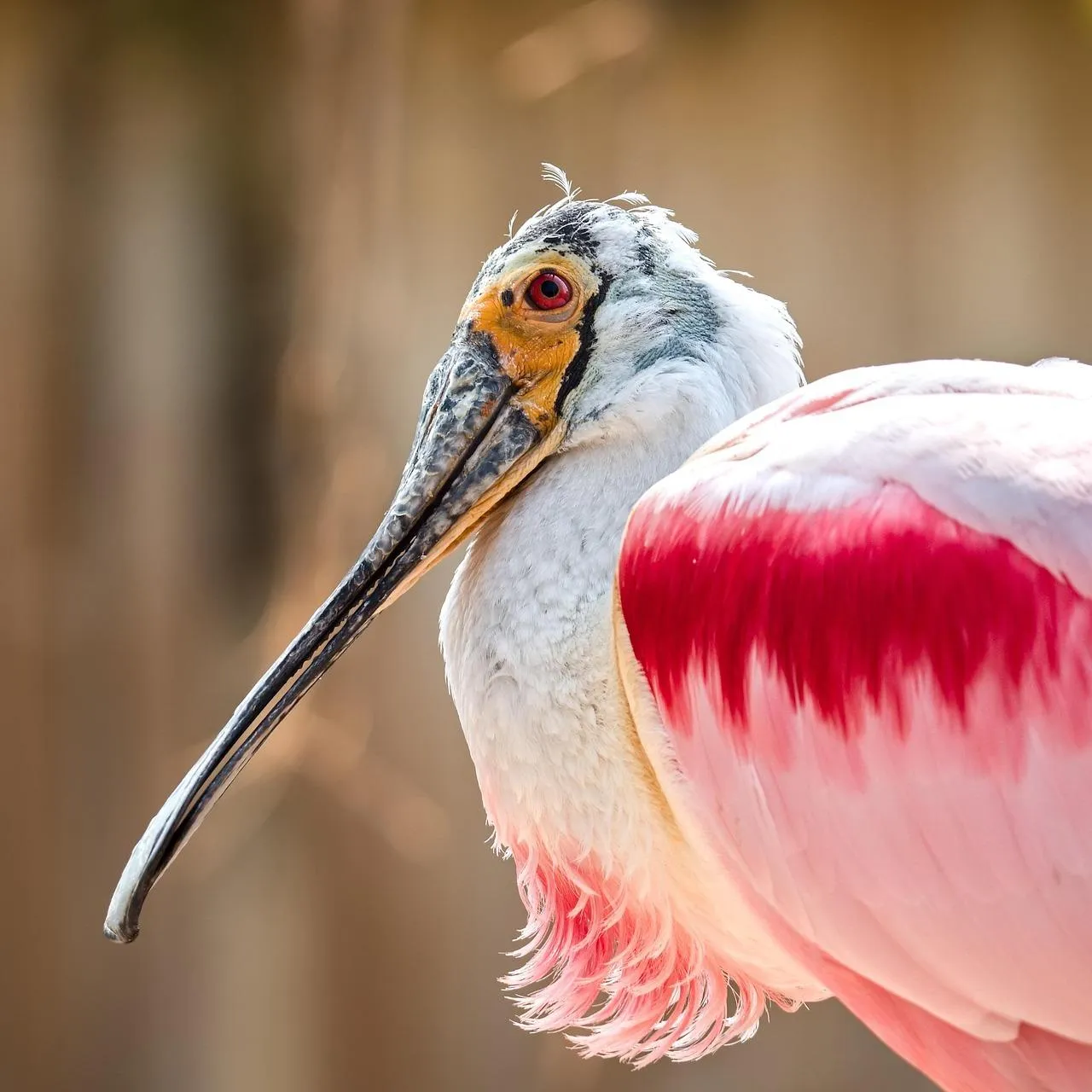 Roseate spoonbill in shallow water free Wallpaper