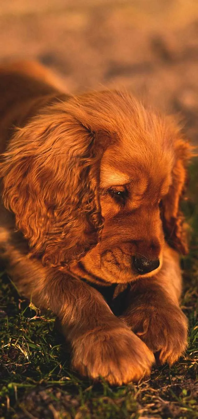 Sad Golden Brown Puppy Lying Down on a Grassy Ground Image