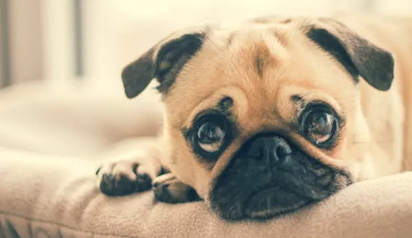 Sad Pug Puppy Resting Head on a Cream Coloured Pillow