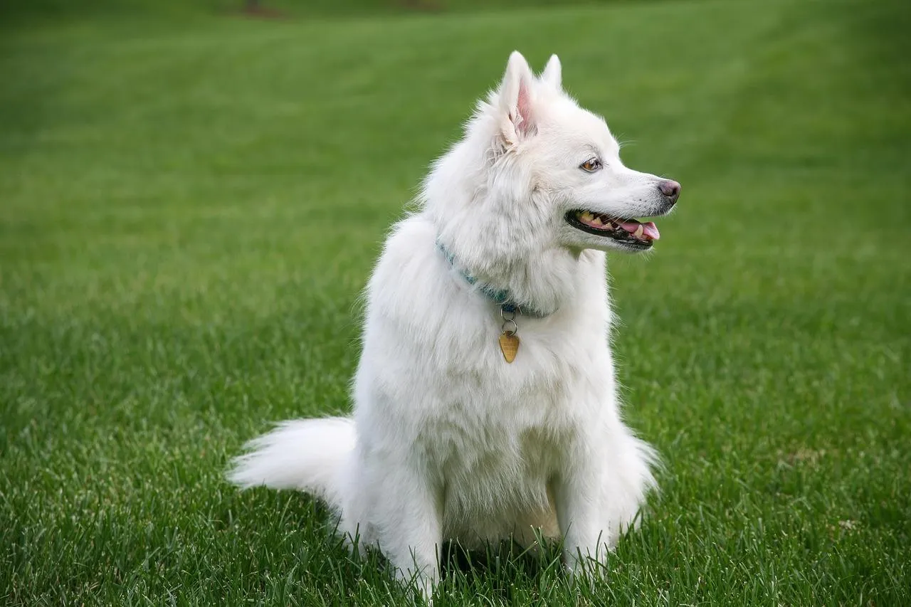 Samoyed Dog Sitting Proudly on Green Grassy Lawn Wallpaper