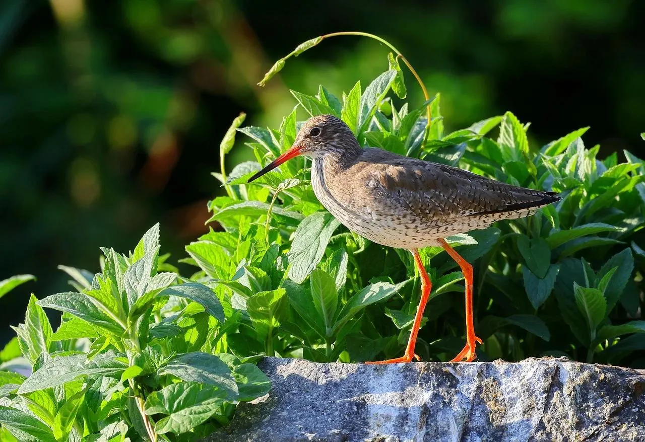 Sandpiper Bird Walking on a Rock Covered with Moss