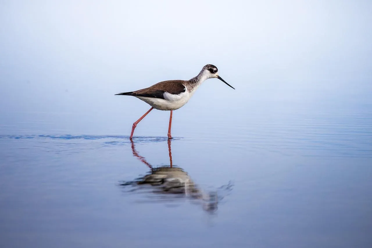 Sandpiper Bird Walking on Wet Shoreline free Wallpaper