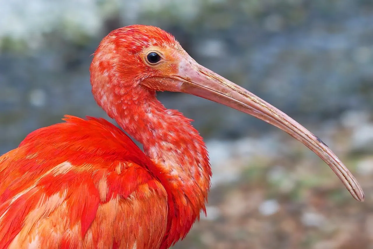 Scarlet Ibis Bird with Bright Red Feathers Wallpaper