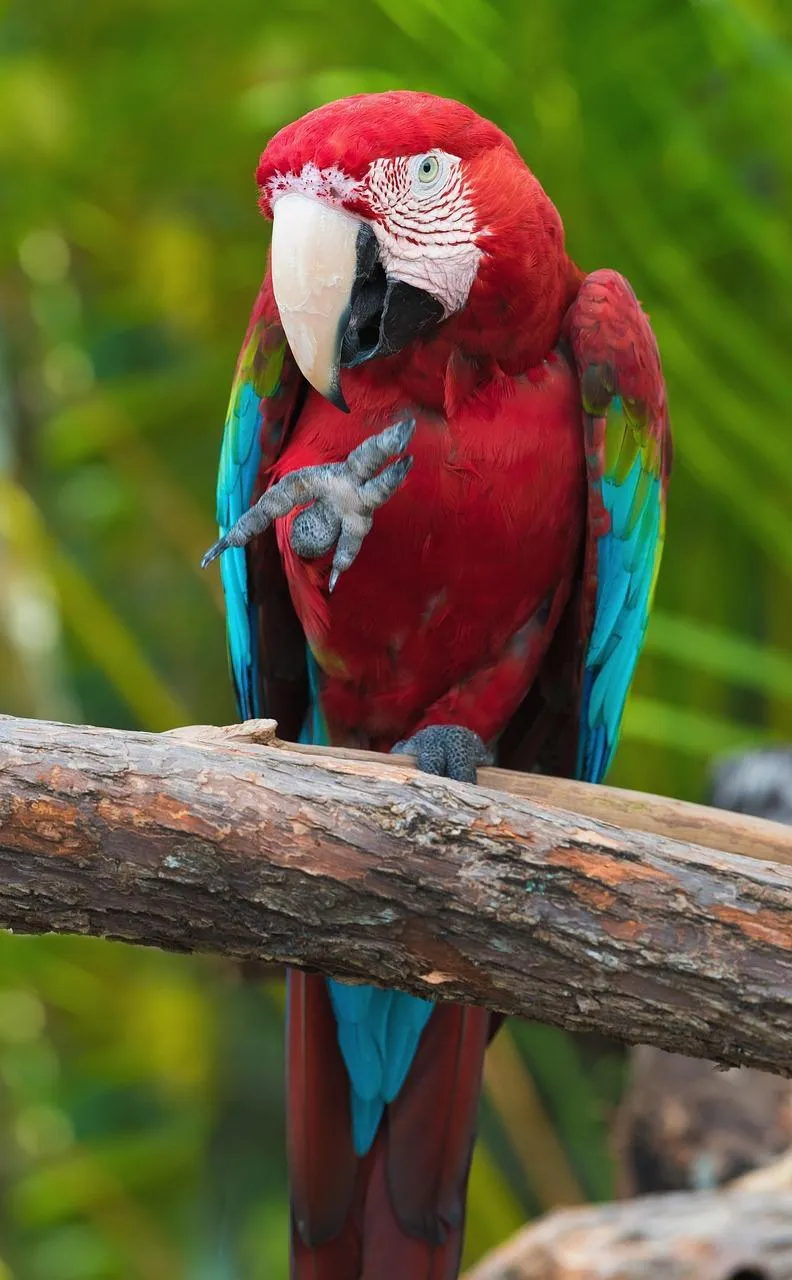 Scarlet Macaw Parrot Holding Tree Branch with Claws