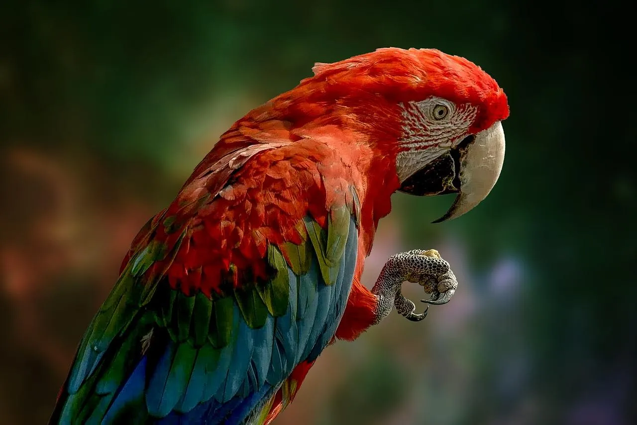 Scarlet macaw sitting on a tree branch free Wallpaper