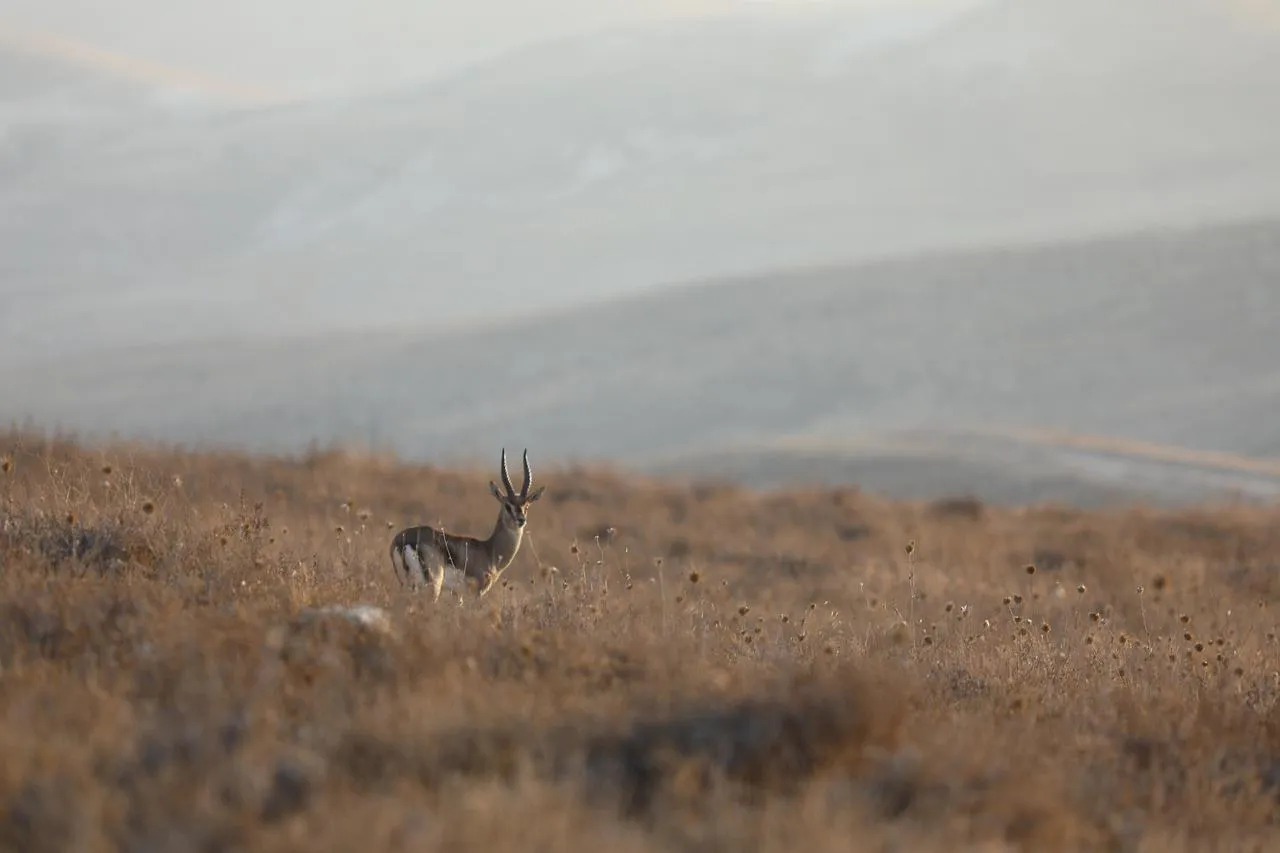 Scenic view of a deer in a foggy grassy field Wallpaper