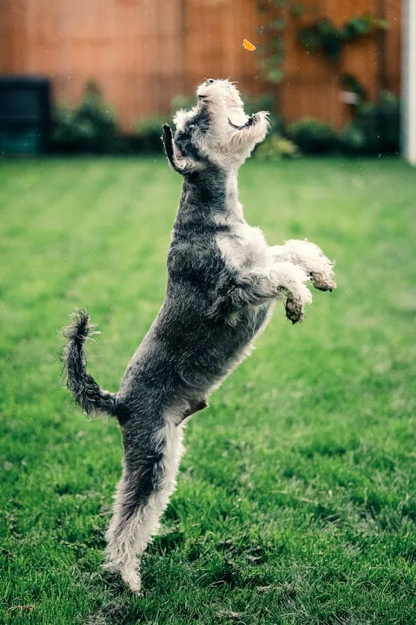 Schnauzer Dog Jumping on Green Grass To Catch Food Wallpaper
