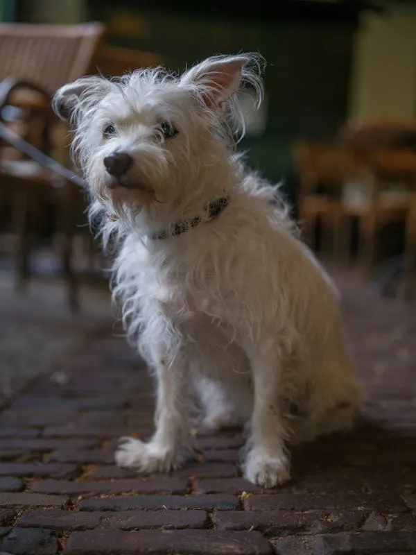 Scruffy White Dog Sitting on the Brick Floor Image