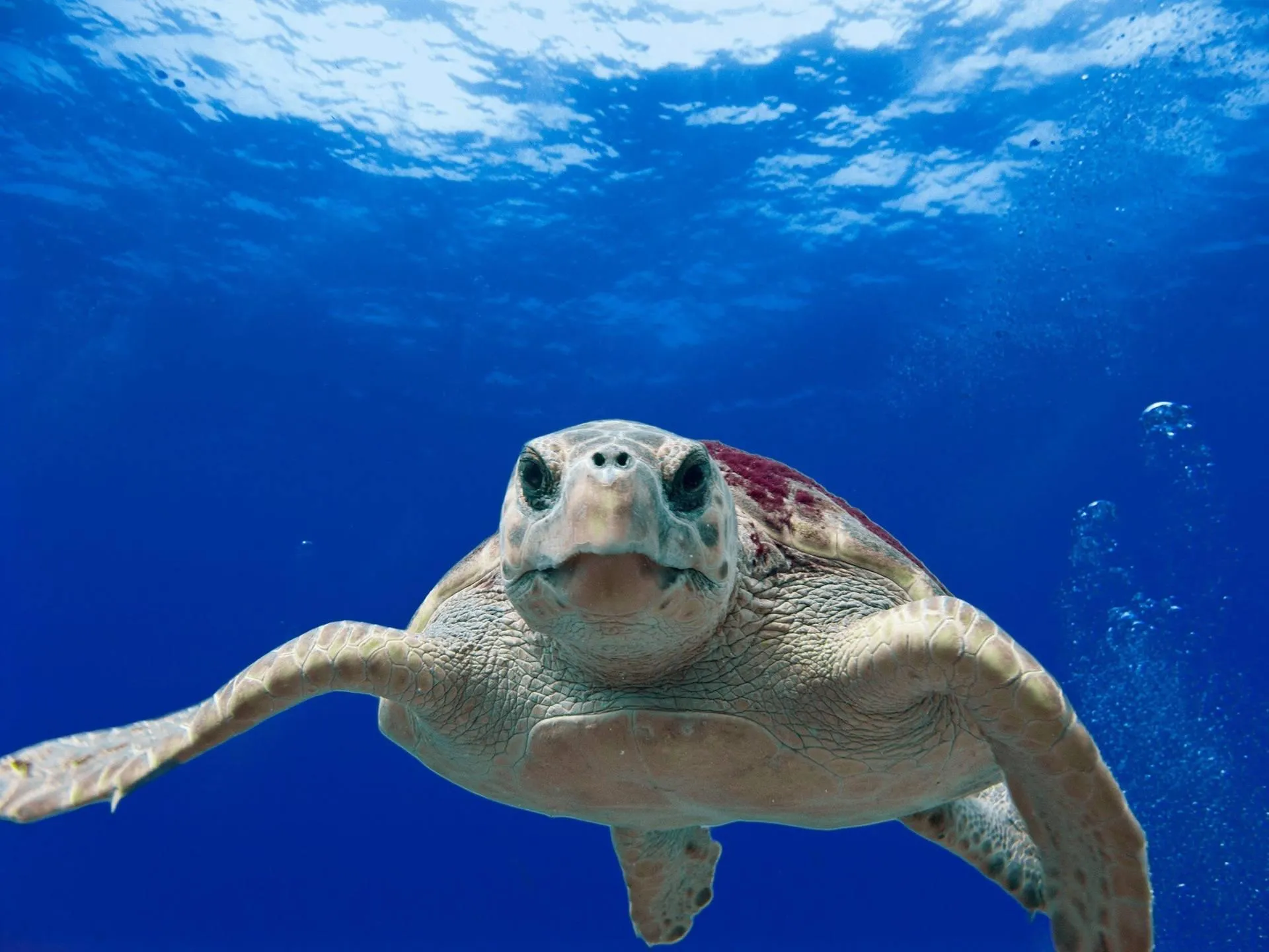 Sea turtle gliding through clear ocean water Wallpaper