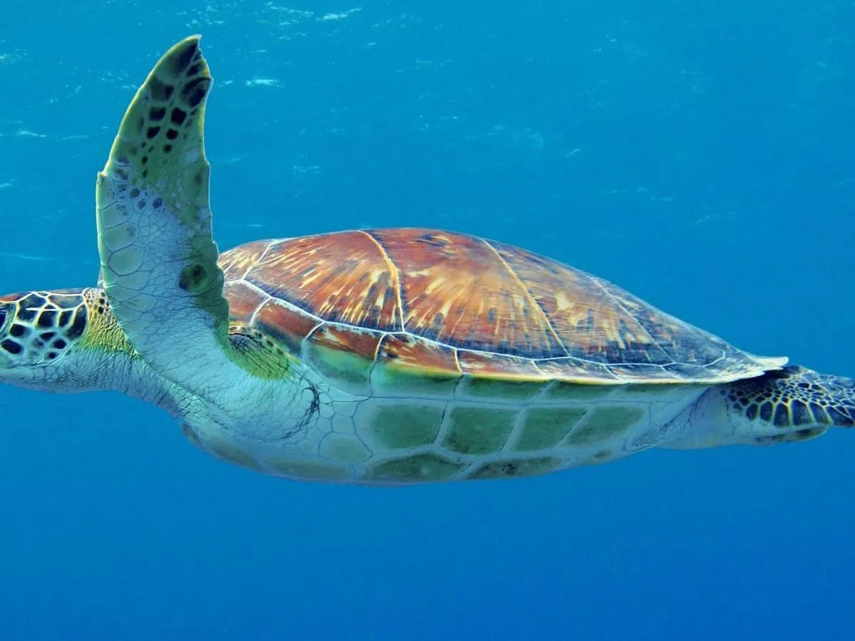 Sea Turtle Swimming Gracefully Underwater Wallpaper