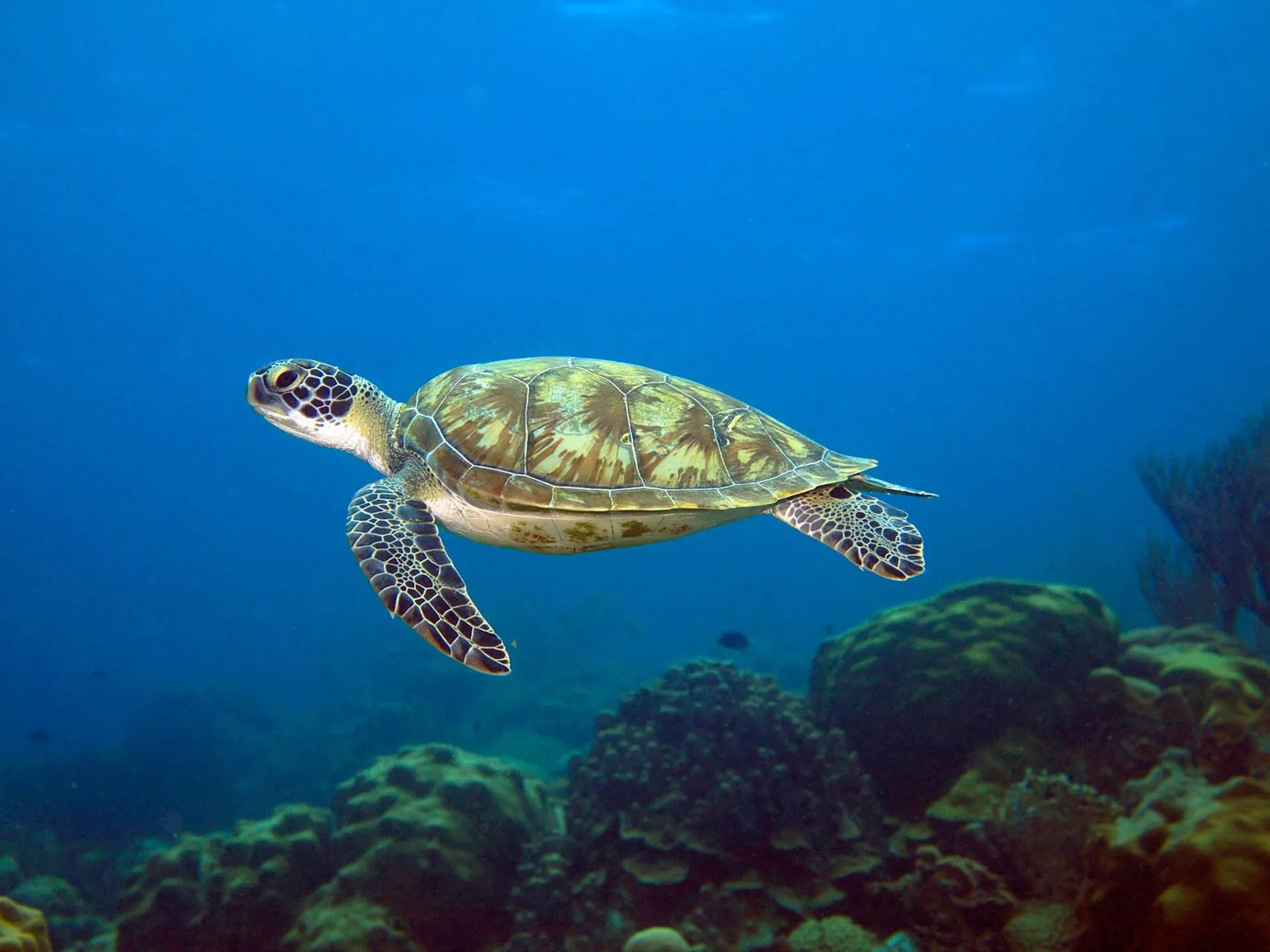 Sea Turtle Swimming in Clear Blue Ocean Water Wallpaper