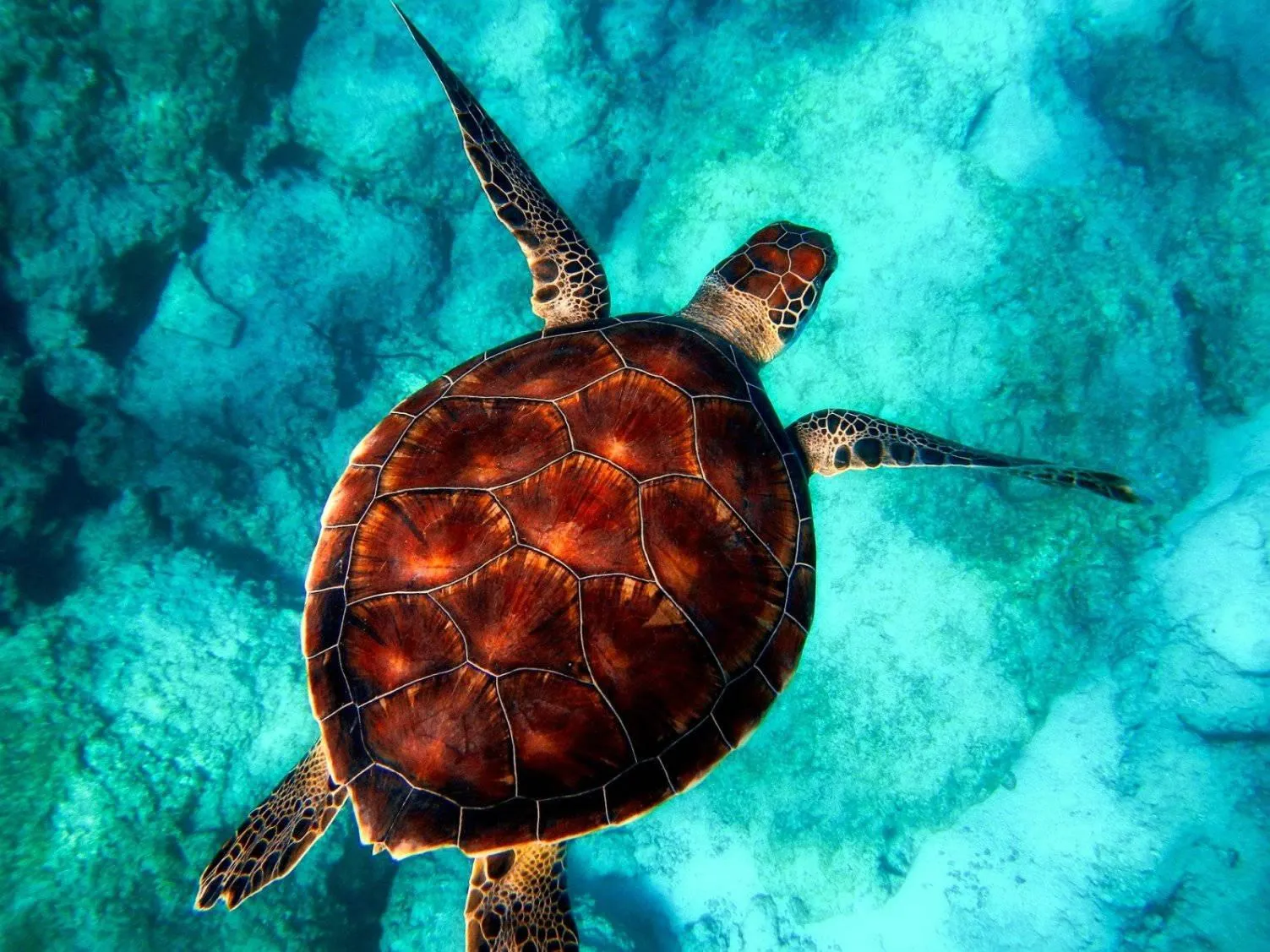 Sea Turtle Swimming Over Coral Reef in Blue Water Wallpaper