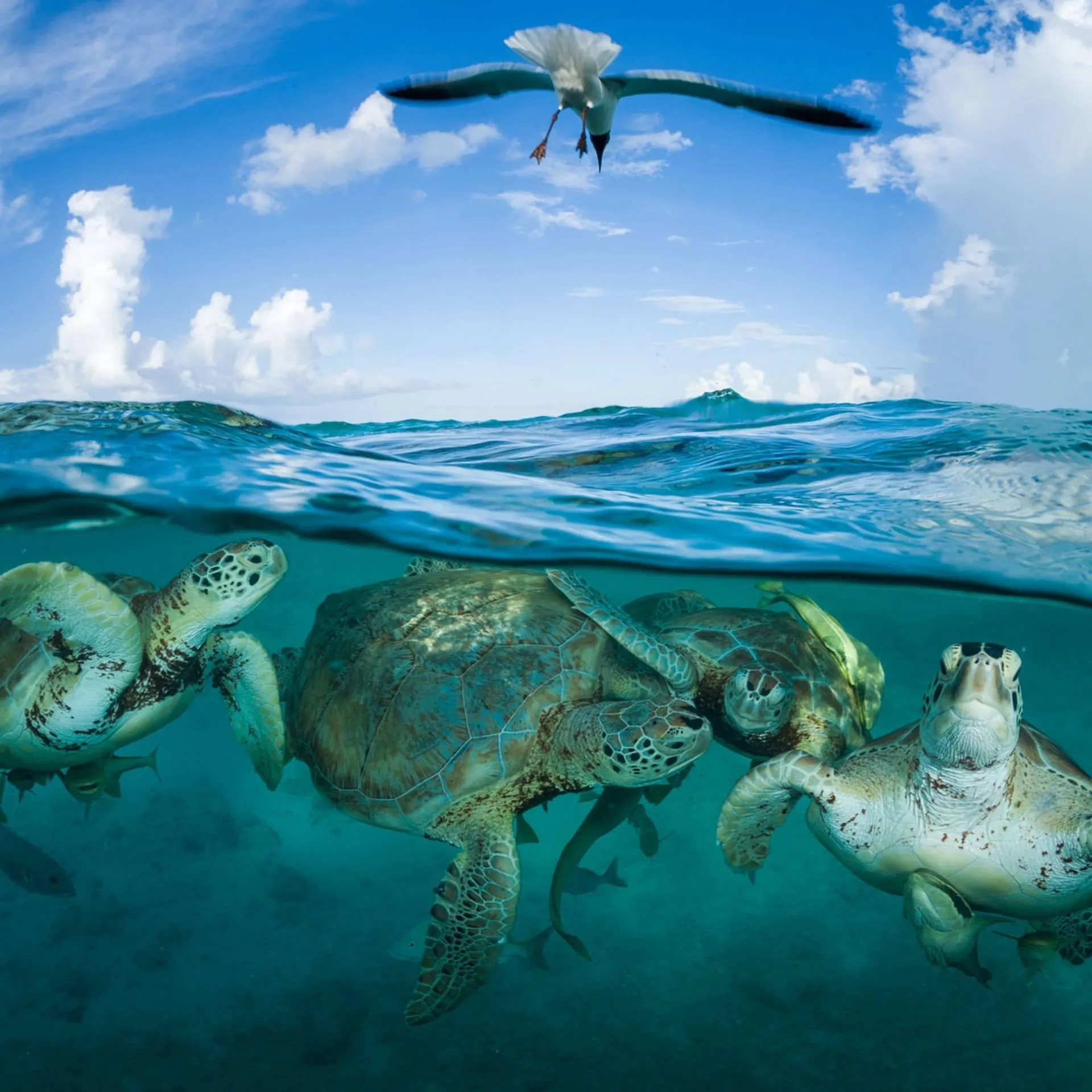 Sea turtles swimming peacefully under clear blue water