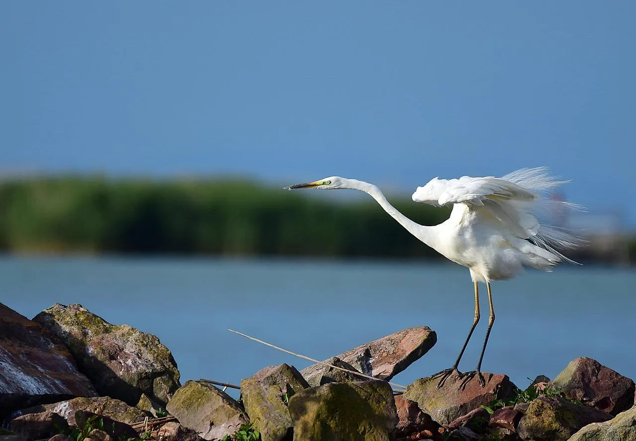 Seagull Flying Over Calm Ocean Shore free Wallpaper