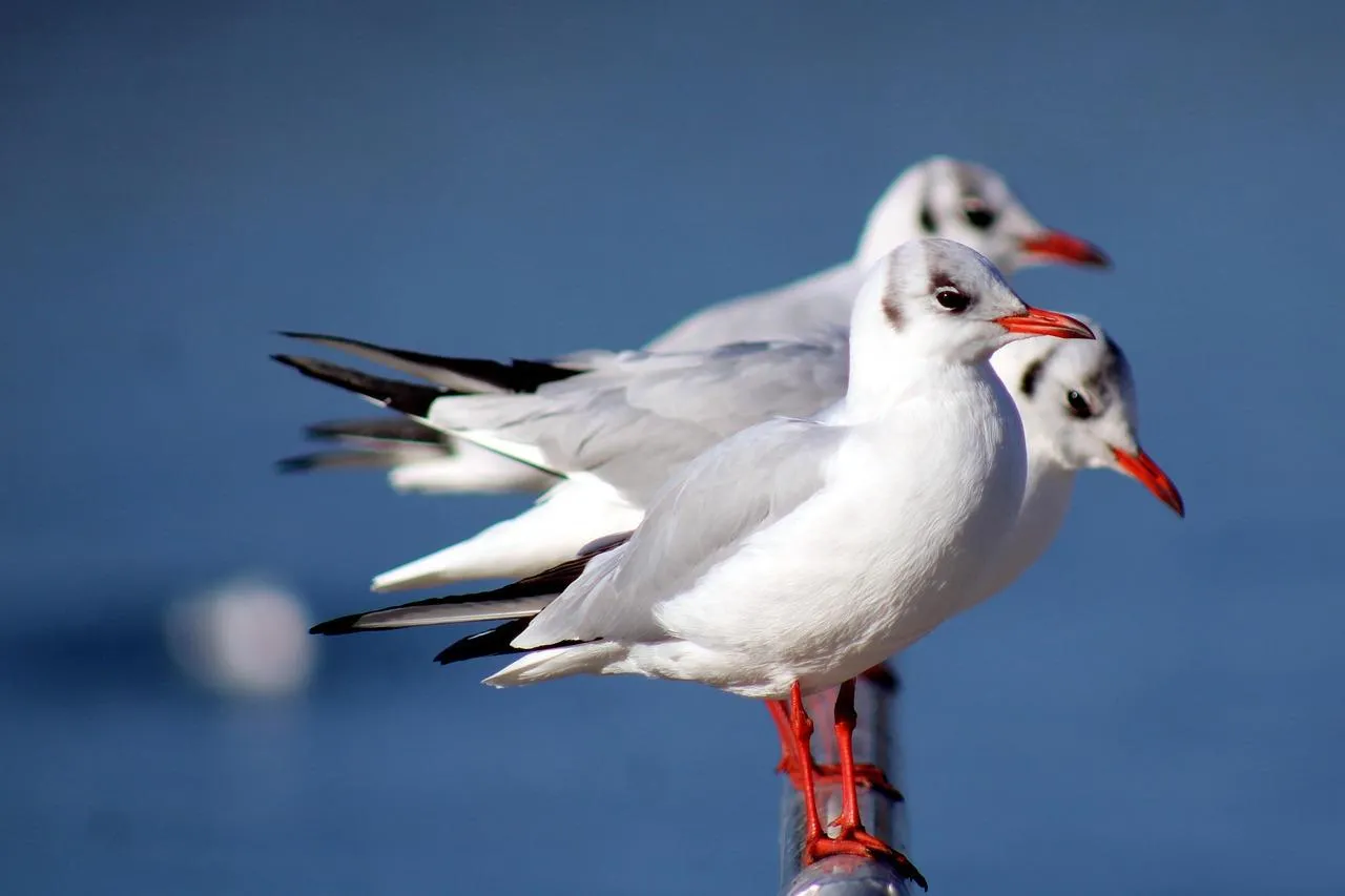 Seagull Flying Over Water with Clear Blue Sky Background