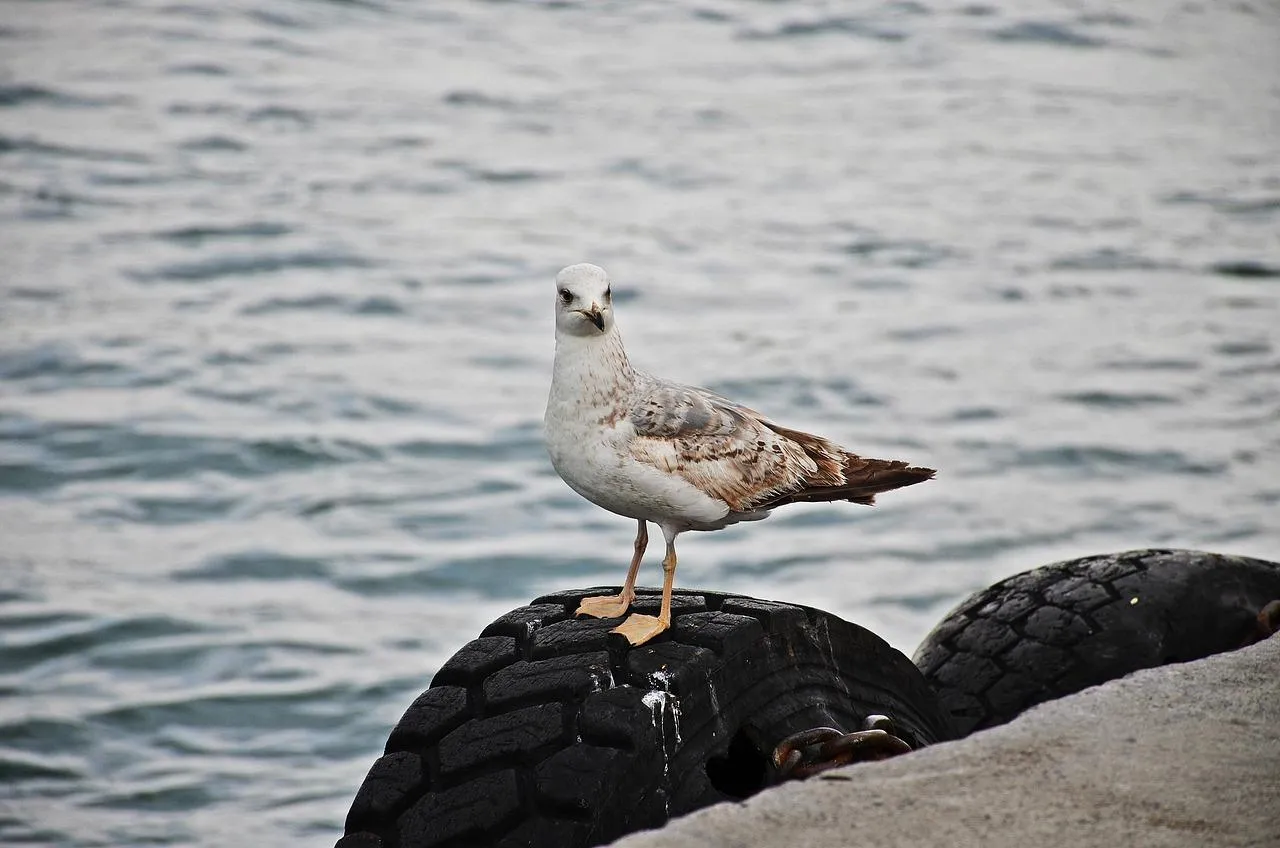 Seagull resting on a rock by the water edge Wallpaper