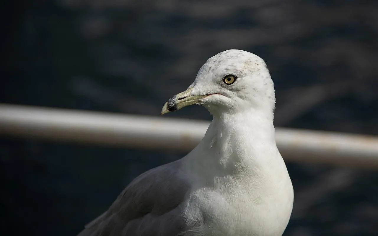 Seagull Standing on Shore with Calm Water Background